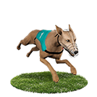 金合發娛樂城白金賽狗